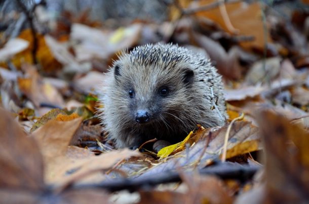 Ultimate Guide to Autumn / Fall Photography