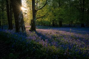 Ultimate Guide to Forest Photography – Tips and Tricks